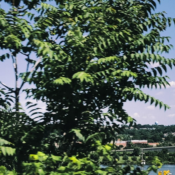 Meet your Posher, Elle - Picture 1 of 1